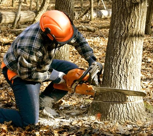 Tree Removal in Linwood, MA